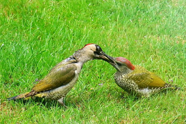 Mam a chyw Cnocell y Coed