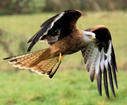 Cymdeithas Edward Llwyd